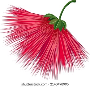 Red firework flower. Exotic calliandra plant blossom