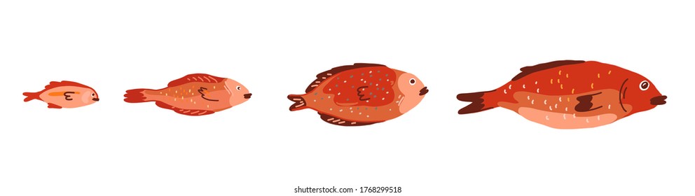 Red fish of different sizes set. Red snapper. Rockfish. Sebastes or sebastidae. Growth stages development. Hand drawn sketch. Vector.