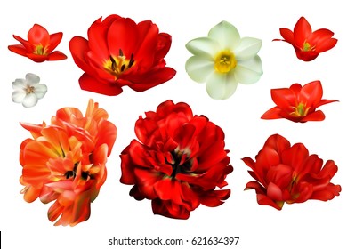 Red flame tulips