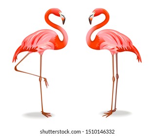 Red Flamingo Bird Set Tropical Wild Beautiful Exotic birds Isolated on White Background. Vector illustration