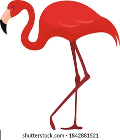Red flamingo, illustration, vector on white background