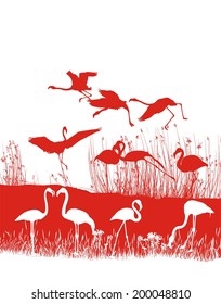 Red flamingos on the shore