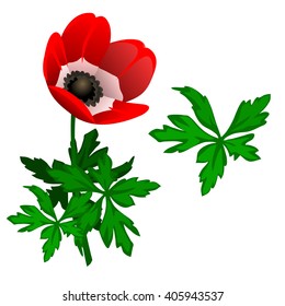 Red flower of anemone isolated on a white background. Vector cartoon close-up illustration.