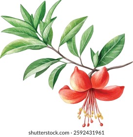 Red Flower Branch Watercolor  vector illustration