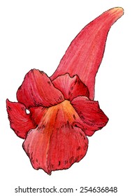 Red flower of Campsis - watercolor vector illustration