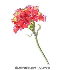 Red flower of a carnation isolated on a white background