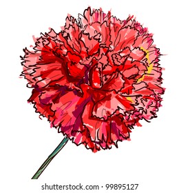Red flower of a carnation isolated on a white background