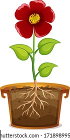 Red flower in clay pot on white background illustration