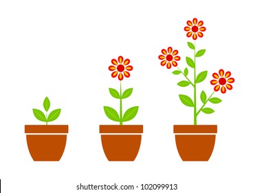 Red flower in flowerpot