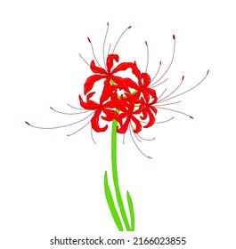 red flower Lycoris (plant), illustration of red Hurricane lilies, bright color with green leaves and long stamens. spider lily from asia. Black Lycoris (plant in beautiful style on white 