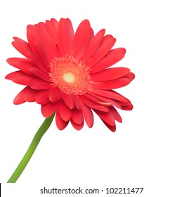 Red flower on white background. Natural elegance illustration design with blooming gerbera