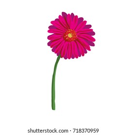 Red flower on white background. Natural elegance illustration design with blooming gerbera stock art