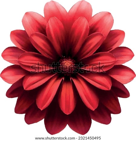 red flower on white background