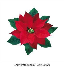 Red flower poinsettia on white. Vector eps 10.