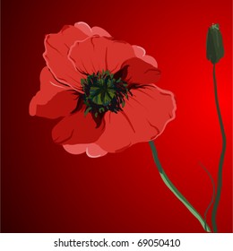 ilustración del vector de adormidera roja