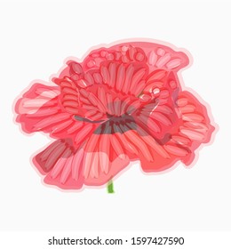 Red flower. Poppy. Watercolor floral illustration. Floral decorative element.