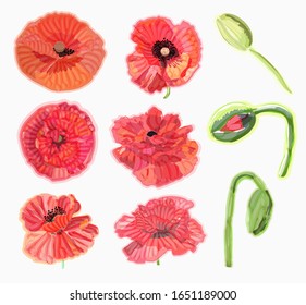 Red flower. Poppy. Watercolor floral illustration. Floral decorative element.