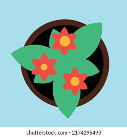 red flower in a flower pot