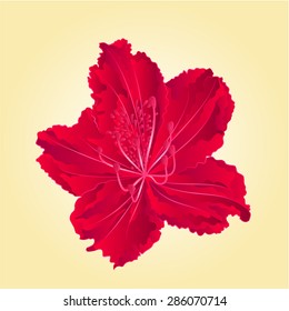 Red flower simple rhododendron Mountain spring shrub vector illustration