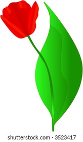 red flower, tulip