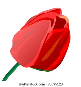 Red flower of a tulip isolated on a white background