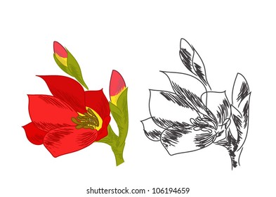 Red flower vector with sketch