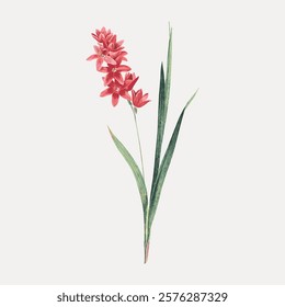 Red flower vintage ixia patens sticker, painting by Pierre Joseph Redouté, isolated vector element. Red floral plant vector. Vintage red flower art drawing illustration, old painting art print.