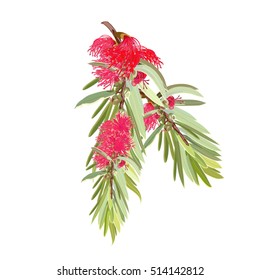 Red Flowering Bottlebrush Tree realistic design