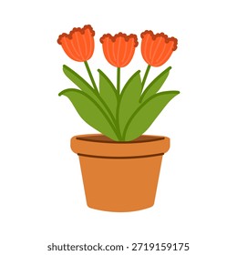 Red flowers blooming in a ceramic pot, houseplant gardening concept