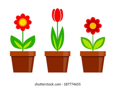  Red flowers on white background