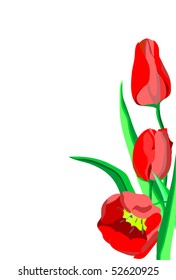 red flowers tulips