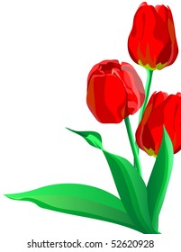 red flowers tulips