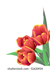 red flowers tulips