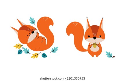 Red Fluffy Squirrel with Bushy Tail Sitting with Acorn and Cuddling Vector Set