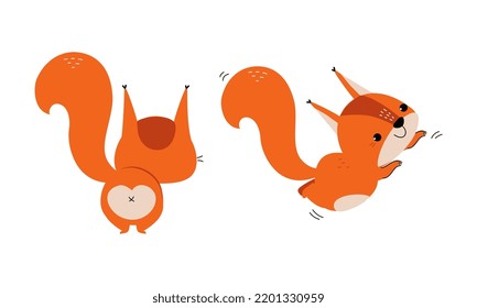 Red Fluffy Squirrel with Bushy Tail Jumping and Standing Back View Vector Set