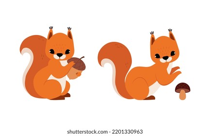 Red Fluffy Squirrel with Bushy Tail Sitting with Acorn and Mushroom Vector Set