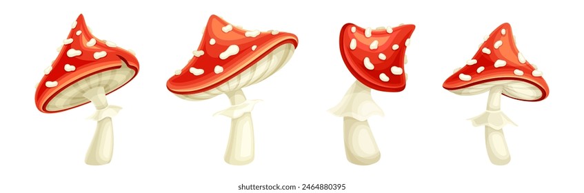 Red Fly Agaric Mushroom and Poisonous Forest Toadstool Vector Set