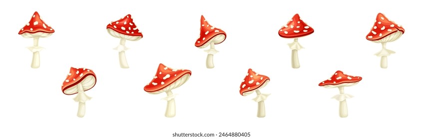 Red Fly Agaric Mushroom and Poisonous Forest Toadstool Vector Set