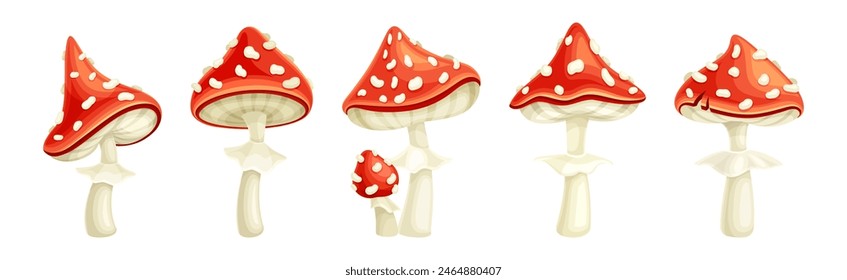 Red Fly Agaric Mushroom and Poisonous Forest Toadstool Vector Set