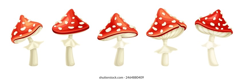 Red Fly Agaric Mushroom and Poisonous Forest Toadstool Vector Set