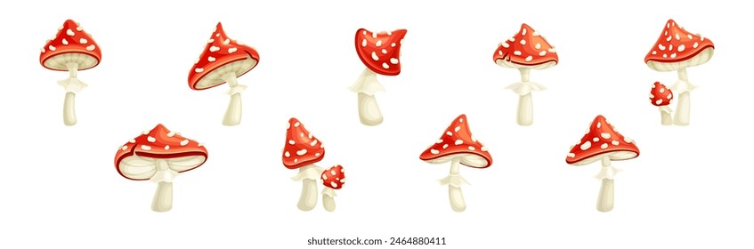 Red Fly Agaric Mushroom and Poisonous Forest Toadstool Vector Set