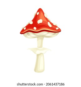 Red fly agaric poisonous mushroom. Amanita toadstool cartoon vector illustration