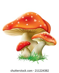 red fly agarics mushrooms on a white background. vector illustration