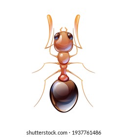 Red forest ant, macro of insect. Pest control. Vector illustration in cartoon style, isolated on white