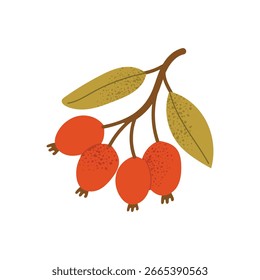 Red forest berries on brown branch with green leaves. Autumn wild fruit plant element. Flat vector illustration isolated on white background.