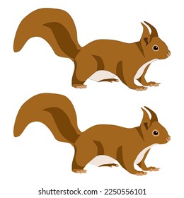 Red forest squirrel stands on four legs with raised tail isolated on white background vector