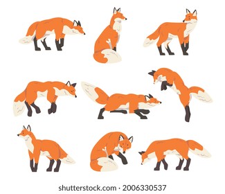 Red Fox Activity Set, Wild Predator Forest Mammal Animal Cartoon Vector Illustration