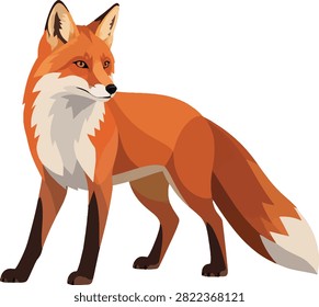 red fox alert ears perked wildlife decorative vector illustration