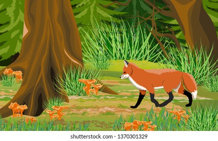 Red Fox in the autumn forest. Trunks of mist and trees, forest mushrooms chanterelles, stones. Wild animals of the forest. Realistic Vector Landscape