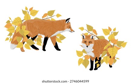 Red fox in autumn leaves set. Vector illustration of cute forest animal walking and sitting among yellow birch branches. Isolated wildlife characters for fall season design, cards, and packaging